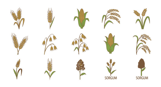 Grain crops illustration vector set: wheat corn oats and sorghum isolated