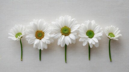 Obraz premium Five White Daisies on a Textured Background Showcasing Natural Beauty and Delicate Petals