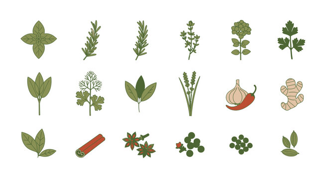 Variety of cooking herbs and spices isolated on white background