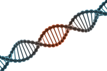 A 3D rendering of a DNA double helix, featuring a central segment highlighted in orange, depicting genetic structure or mutation. background removed