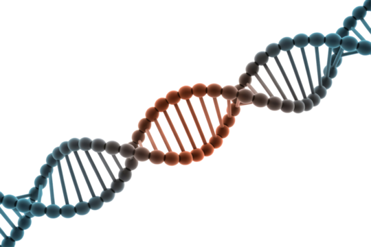 A 3D rendering of a DNA double helix, featuring a central segment highlighted in orange, depicting genetic structure or mutation. background removed