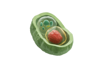 A 3D rendering of a microorganism with a prominent red nucleus, smaller green organelles, and layered outer structures. background removed