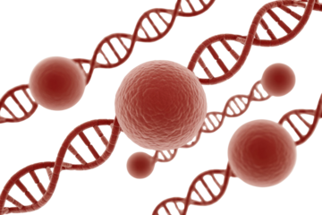 Red 3D DNA strands intertwine with spheres, representing genetic interaction and cellular processes on a transparent background. background removed