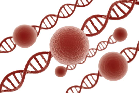 Red 3D DNA strands intertwine with spheres, representing genetic interaction and cellular processes on a transparent background. background removed