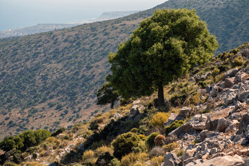 Scenic hillside view with tree overlooking coastal landscape in Crete, Greece
