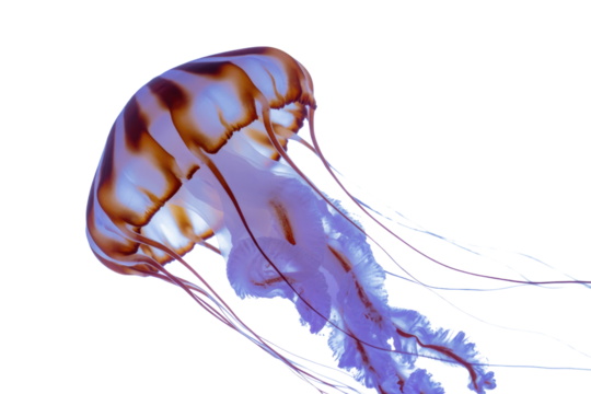 A stunning brown and white patterned Pacific Sea Nettle jellyfish with translucent purple oral arms and tentacles against a solid transparent background. background removed