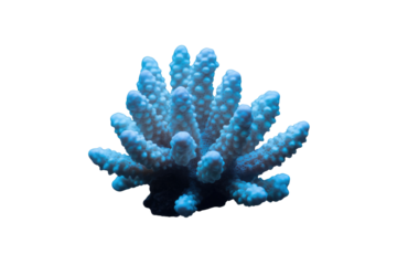 A vibrant blue stony coral fragment with a complex, branching structure and textured surface, set against a dark transparent background. background removed