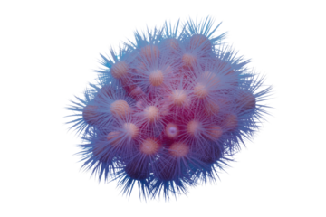 A vibrant, spiky, spherical cluster of reddish-purple bodies with radiating blue filamentous structures, resembling a microscopic organism, virus, or abstract art. background removed