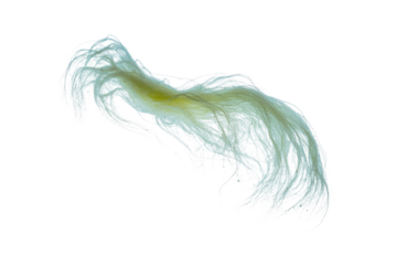 A delicate cluster of wispy, light-colored fibers with a yellowish core, resembling fine plant roots or mycelium, on a transparent background. background removed