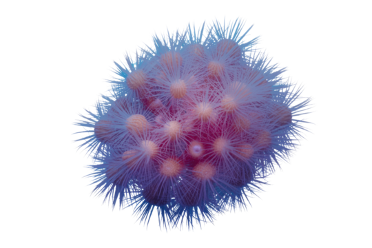 A vibrant, spiky, spherical cluster of reddish-purple bodies with radiating blue filamentous structures, resembling a microscopic organism, virus, or abstract art. background removed