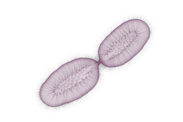 Microscopic illustration of a single-celled organism, possibly a bacterium, undergoing binary fission, showcasing internal structures and an outer fibrous or ciliary layer. background removed