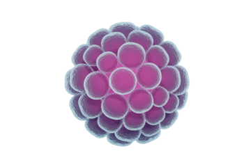 A 3D rendering of a spherical cluster of vibrant purple and pink cells, resembling bacteria, a pathogen, or a microscopic organism. background removed