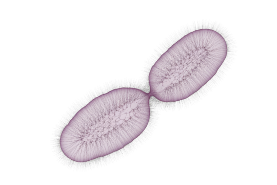 Microscopic illustration of a single-celled organism, possibly a bacterium, undergoing binary fission, showcasing internal structures and an outer fibrous or ciliary layer. background removed