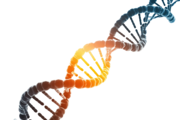 A vibrant 3D rendering of a DNA double helix, showcasing its iconic spiral structure with a colorful gradient, symbolizing genetics and life. background removed