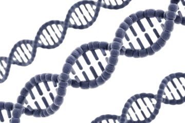 Multiple 3D rendered DNA double helix strands in blue, illustrating genetic structure, biology, and heredity against a solid transparent background. background removed