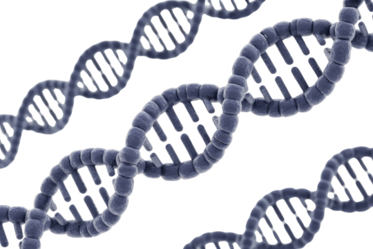 Multiple 3D rendered DNA double helix strands in blue, illustrating genetic structure, biology, and heredity against a solid transparent background. background removed - Powered by Adobe