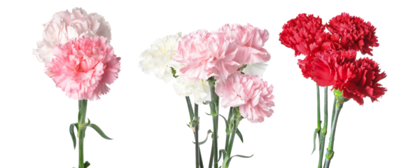 Three separate bouquets of fresh carnations in vibrant colors: deep red, various shades of pink, and pure white, symbolizing admiration and love, photographed individually against a black background.