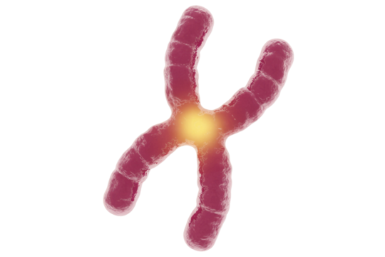 A 3D rendering of a human chromosome, possibly an X, with a glowing centromere, representing genetics and cellular biology. background removed