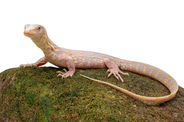 Albino water monitor (Varanus salvator) — pale reptile with spotted pattern.