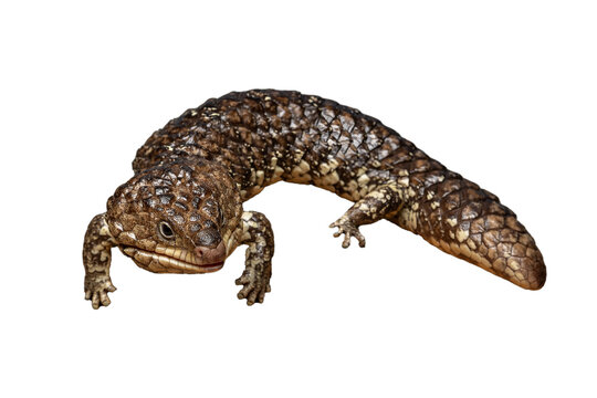 The western shingleback lizard, also known as the bobtail or sleepy lizard, is a slow-moving skink native to arid and semi-arid regions of southern and western mainland Australia.
