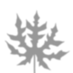 Unique Silhouette of Papaya Leaves with Artistic Shadows