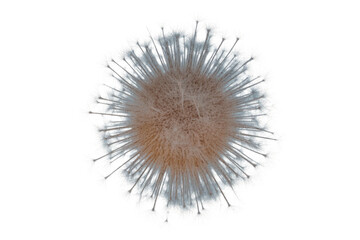 Obraz premium Detailed close-up of a dandelion seed head with delicate white pappus bristles, radiating outwards against a solid transparent background. background removed