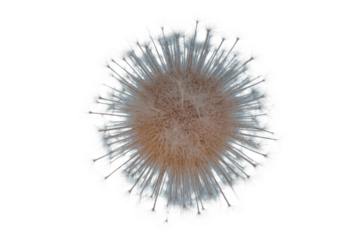 Detailed close-up of a dandelion seed head with delicate white pappus bristles, radiating outwards against a solid transparent background. background removed