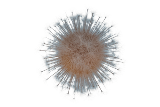 Detailed close-up of a dandelion seed head with delicate white pappus bristles, radiating outwards against a solid transparent background. background removed