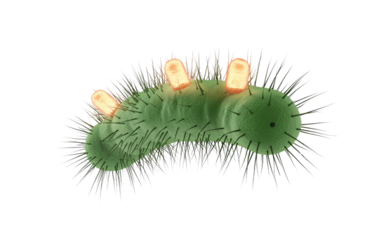 A 3D rendering of a green, spiky, larva-like microorganism with three orange, pill-shaped structures on its back. background removed