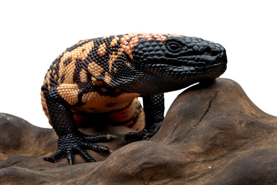 Gila Monster (Heloderma suspectum) is a species of venomous lizard native to deserts and arid areas of the Southwestern United States and Northern Mexico.