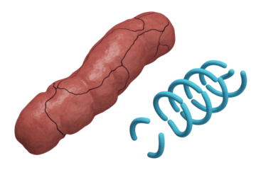 A red, segmented, rod-shaped biological entity next to a fragmented blue helical structure, possibly representing genetic material or cellular components. background removed