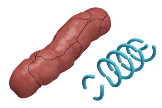 A red, segmented, rod-shaped biological entity next to a fragmented blue helical structure, possibly representing genetic material or cellular components. background removed