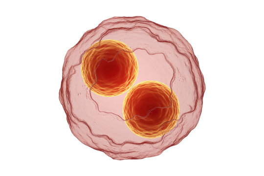 Microscopic 3D rendering of an intracellular diplococcus, possibly Neisseria gonorrhoeae, within a host cell, highlighting its parasitic nature. background removed