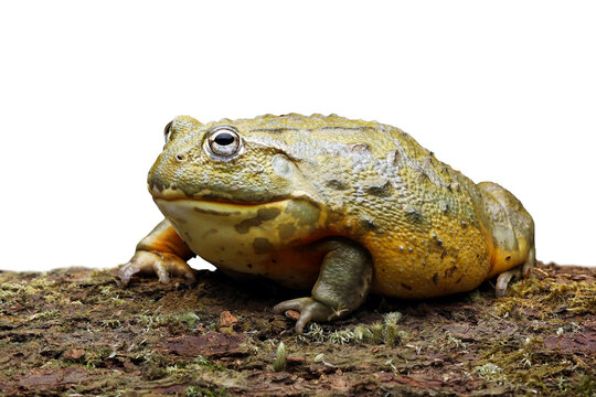 African giant bullfrog (Pyxicephalus adspersus) is the world's second largest species of frog after the goliath frog. 