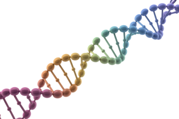 A vibrant 3D DNA double helix, showing a gradient of colors, against a solid transparent background, symbolizing genetics and life. background removed