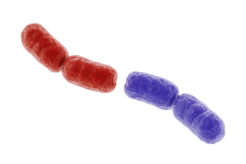 Two chains of rod-shaped bacteria, one red and one blue, demonstrating cell division and replication at a microscopic level. background removed