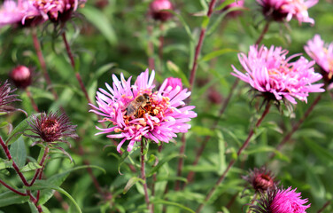 A bee collects nectar from a pink aster flower in the garden on a sunny autumn day. Plant pollination - color horizontal photo, close-up