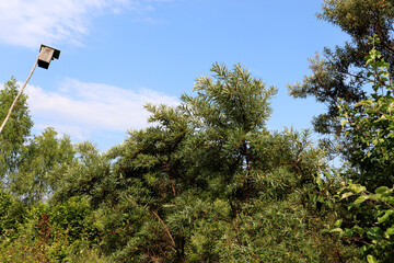 A corner of a garden with sea buckthorn trees and birdhouses against a blue sky on a sunny summer day - color horizontal photo