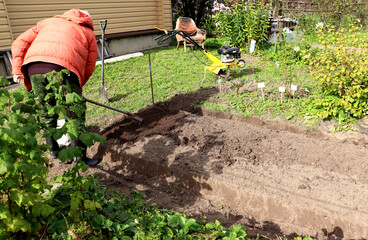 A retired farmer rakes the soil on a sunny autumn day, preparing a bed for planting garlic - color horizontal photo
