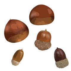 秋の木の実　ドングリ　栗