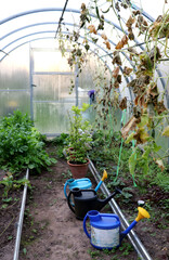An autumn greenhouse with watering cans, dried cucumber stems, pots of citrus, and green arugula bushes on an autumn day - color vertical photo