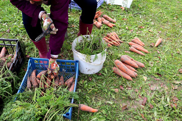 A woman with scissors takes carrots from a topping box, processing vegetables in a farm garden on a cloudy autumn day - color horizontal photo