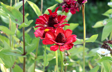 Fading red zinnia flowers in a flowerbed in an autumn garden on a sunny day - color horizontal photo, close-up