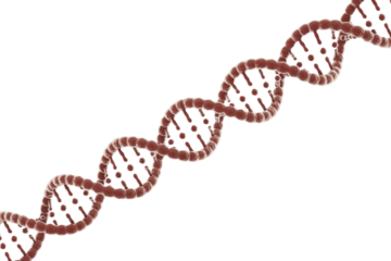 A 3D rendering of a DNA double helix, a fundamental genetic molecule, illustrating the intricate structure of life's blueprint. Science and biology concept. background removed