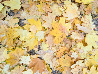Autumn natural background, close up maple leaves beauty in nature abstract yellow red orange color leaf, botanical texture pattern from autumnal foliage, fall color gradient