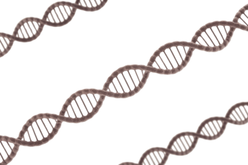 Multiple 3D rendered DNA double helix strands arranged diagonally on a solid transparent background, symbolizing genetics, life science, and biology. background removed
