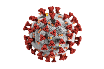 Detailed 3D illustration of the SARS-CoV-2 virus, featuring its signature red spike proteins on a textured grey surface, representing COVID-19. background removed