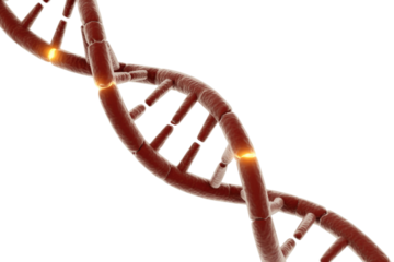 A 3D rendering of a red-brown DNA double helix, featuring glowing points that symbolize genetic damage, mutation, or cellular repair. background removed