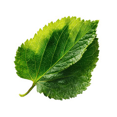 Close-up view of a vibrant green leaf displaying clear veins and textures against a plain white background