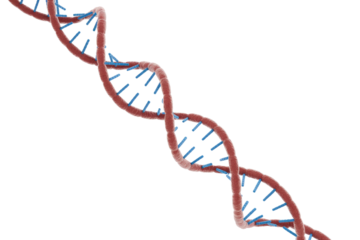 A detailed 3D rendering of a DNA double helix, featuring interconnected red strands and blue base pairs, symbolizing genetic information and life. background removed